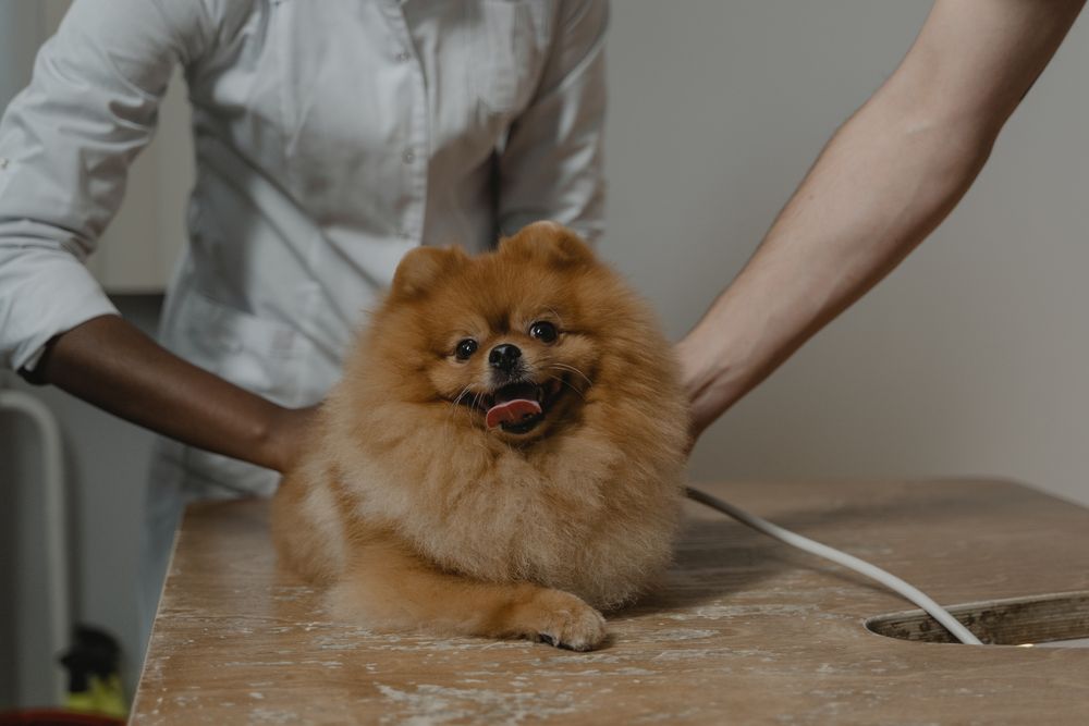 Kleiner Hund wird auf dem Pflegetisch geföhnt und gebürstet