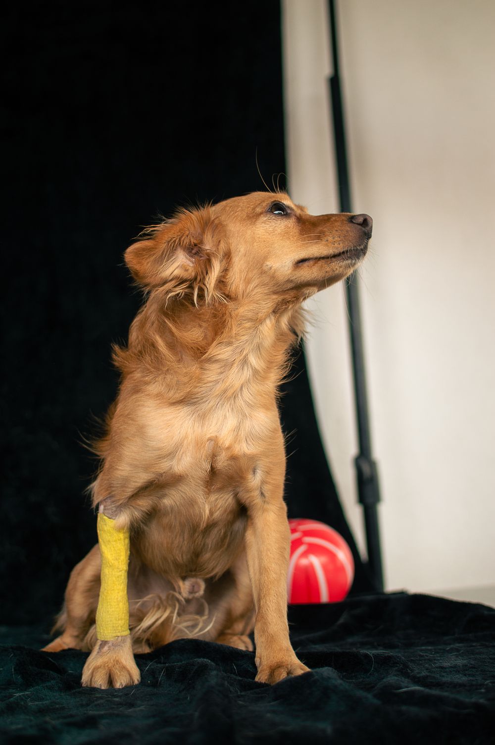 Hund mit gelbem Verband an der Vorderpfote sitzt aufmerksam da