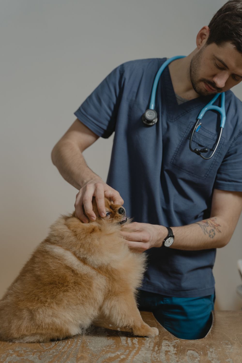 Therapeutin untersucht einen Golden Retriever auf dem Behandlungstisch