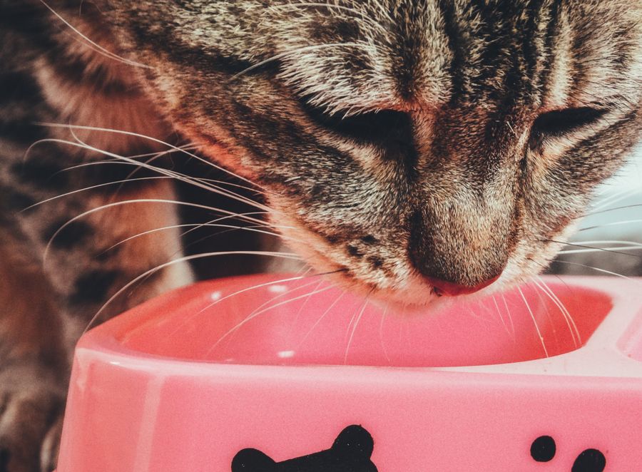 Katze trinkt aus einem Napf