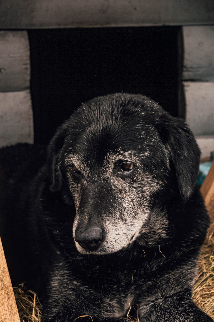 Älterer schwarzer Hund liegt entspannt im Halbschatten