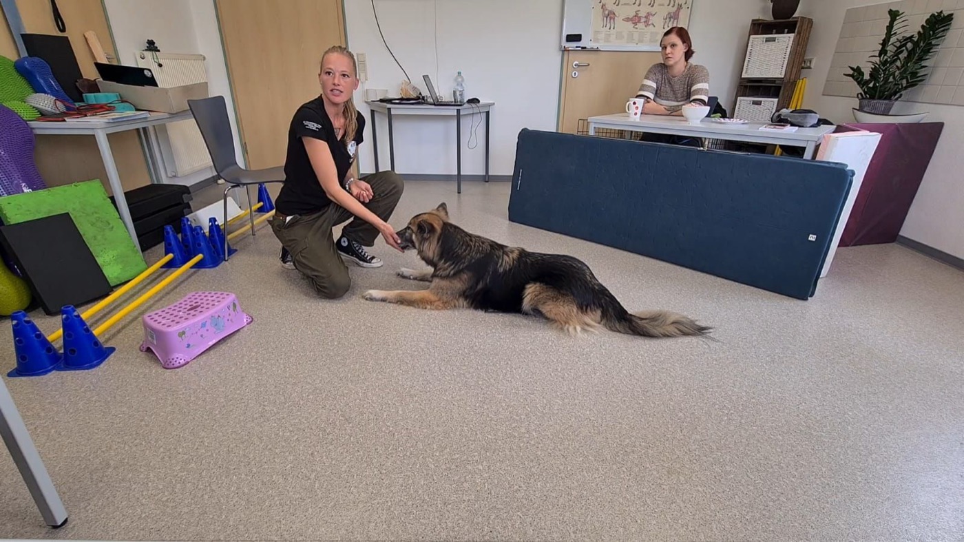 Dozentin arbeitet im Übungsraum des Bildungszentrums mit einem Schäferhund